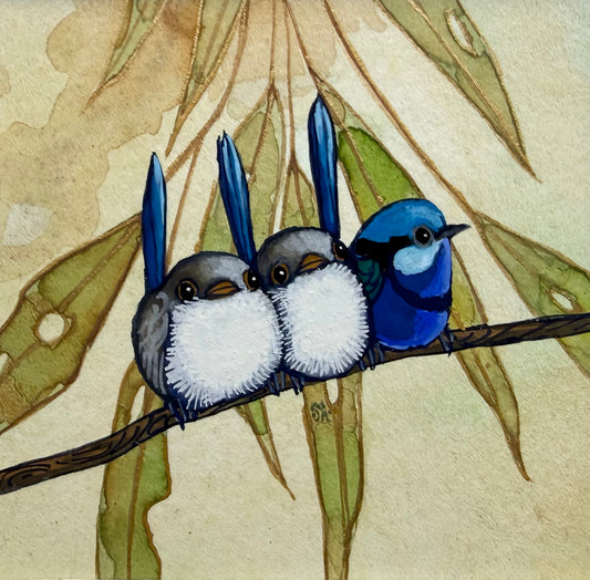 Splendid Fairy Wren Trio Autumn 2026