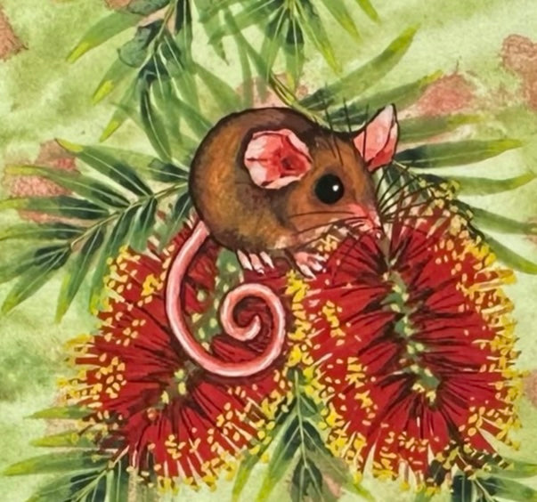Pygmy Possum - Front Facing, Spring 2026
