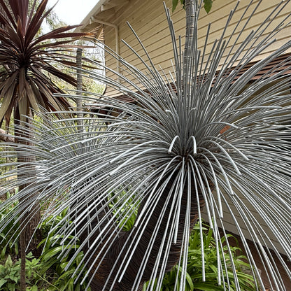 Grass Tree XII