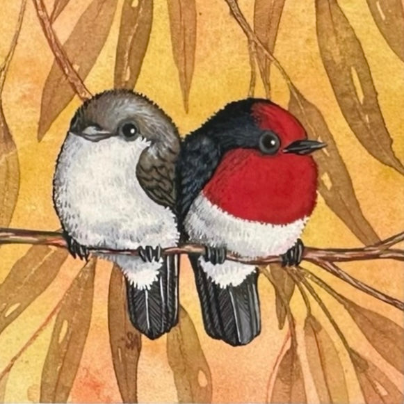 2 Red Capped Robin, Spring 2026