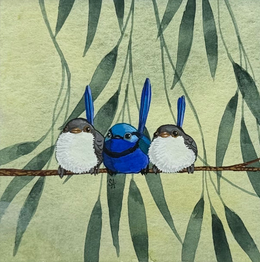 Splendid Fairy Wren Trio 2026