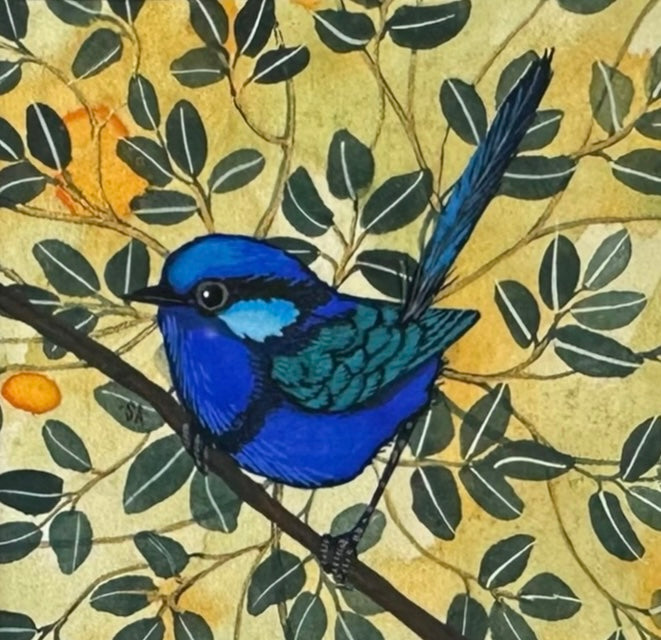Splendid Fairy Wren - Left Facing, Spring 2026