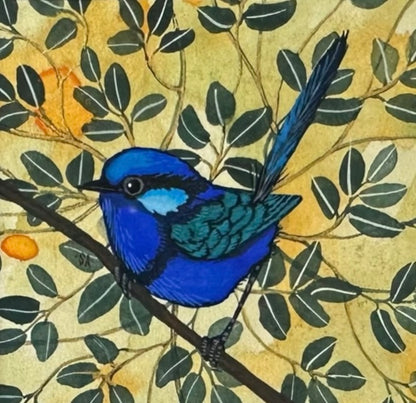 Splendid Fairy Wren - Left Facing, Spring 2026