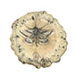Crinia Frog -  Exhibition Nov 2023