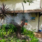 Grass Tree Sculpture II