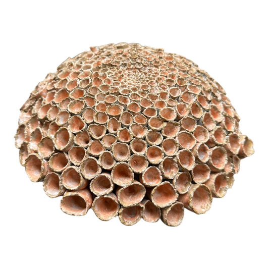 Seed Pod Hanging #2