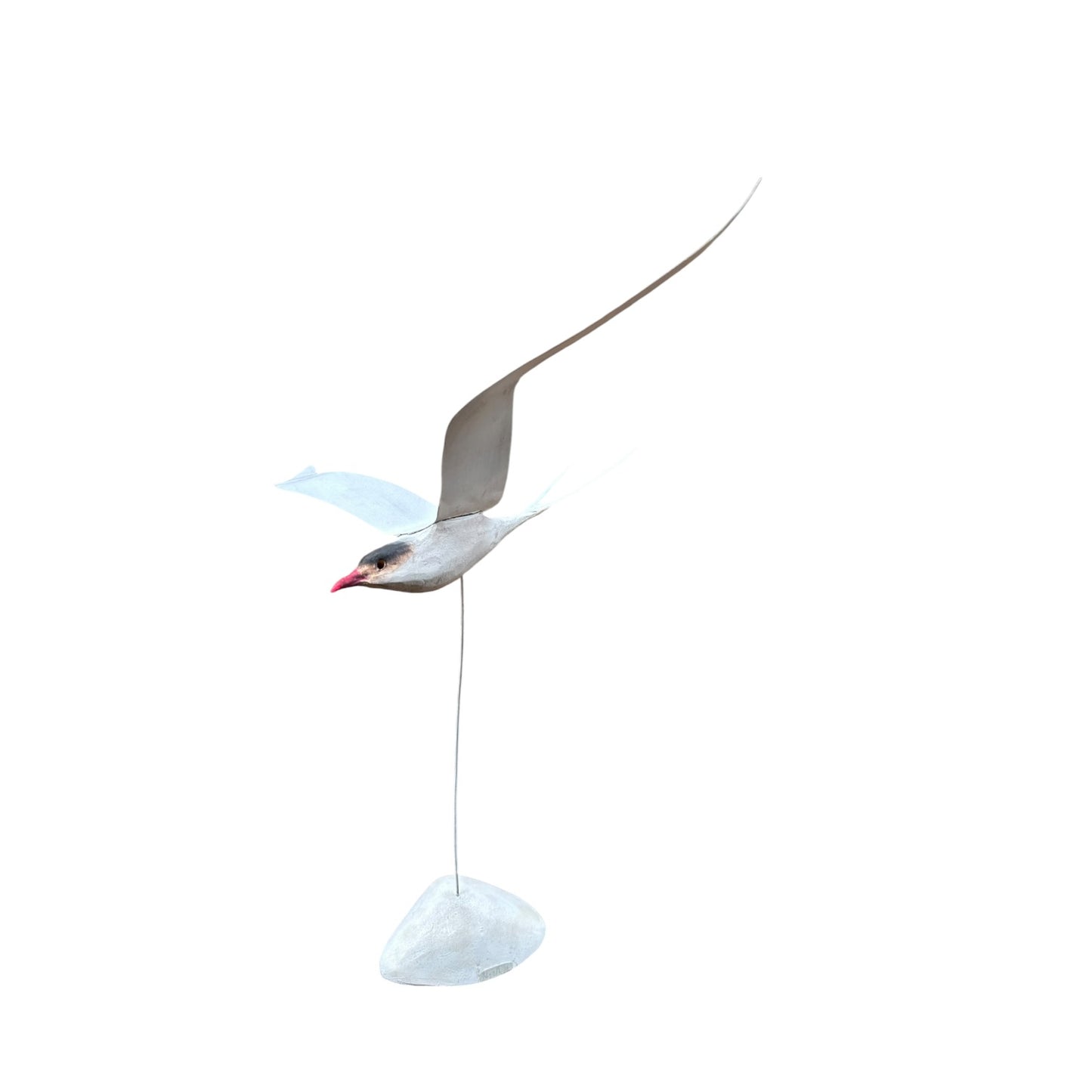 Arctic Tern Frequent Flyer