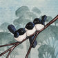 Three Willy Wagtails, Cobalt Blue