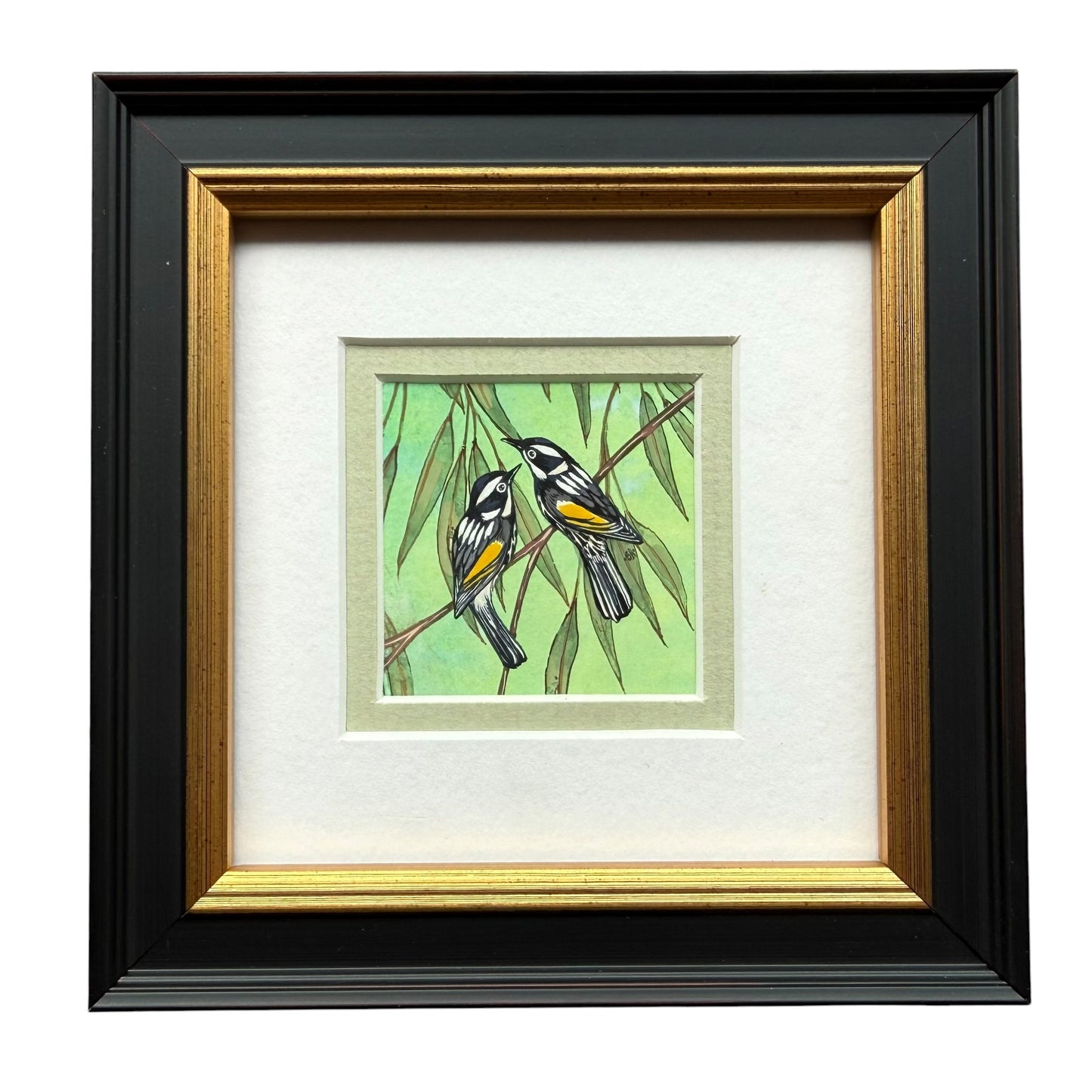 New Holland Honeyeater - Soft Green 2026
