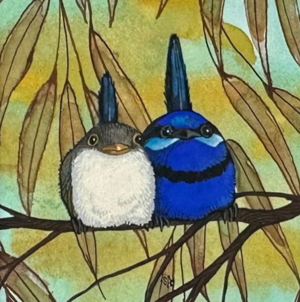 2 Splendid Fairy Wren - Facing, Spring 2026