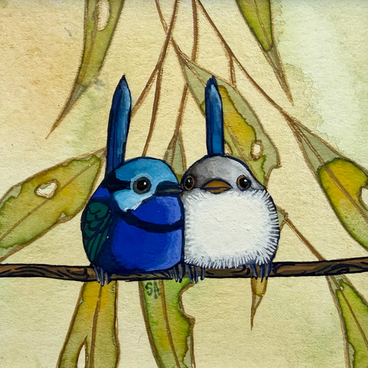 Variegated Fairy Wren Duo II 2026
