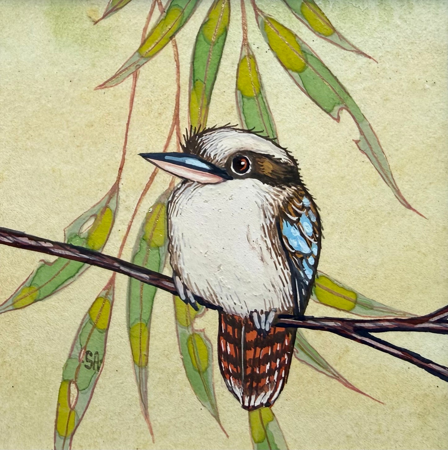 Kookaburra 2026