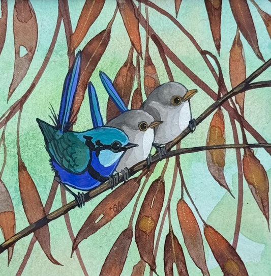 Splendid Fairy Wren Trio - Burgandy 2026