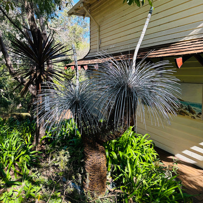 Grass Tree Sculpture I