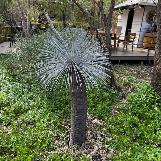 Grass Tree - Single Large