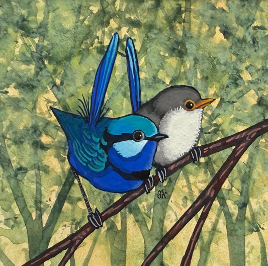 Splendid Fairy Wren Duo - Medium Blue 2026