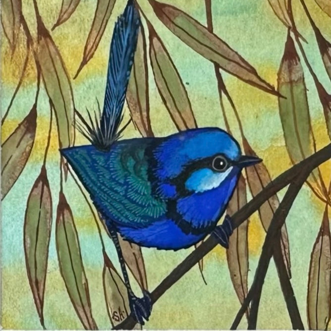 Splendid Fairy Wren - Right Facing, Spring 2026