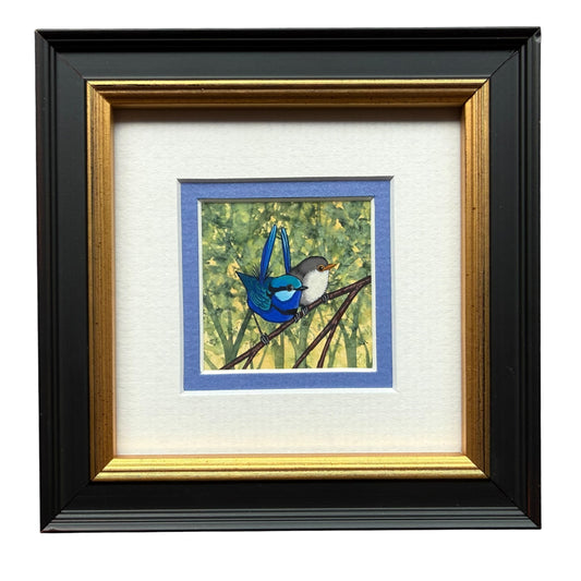 Splendid Fairy Wren Duo - Medium Blue 2026