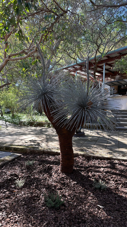 Grass Tree XV