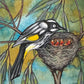 New Holland Honeyeater, Deep Blue