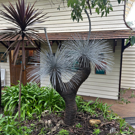Grass Tree XI