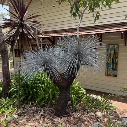 Grass Tree XIII