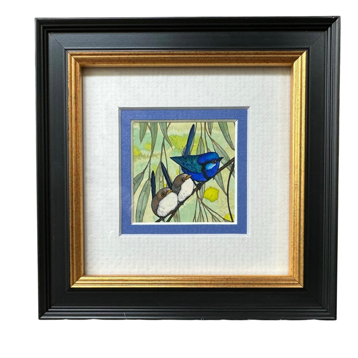 3 Splendid Fairy Wren, Spring 2026