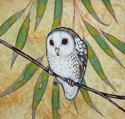 Barn Owl Looking Left 2026