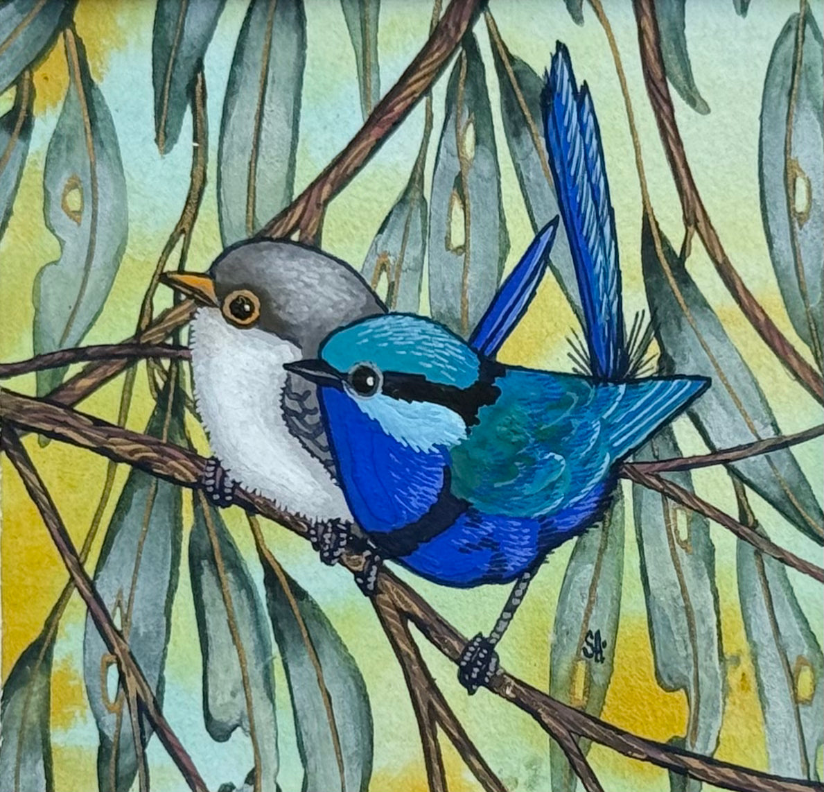 Splendid Fairy Wren Duo - Sky Blue Winter 2026
