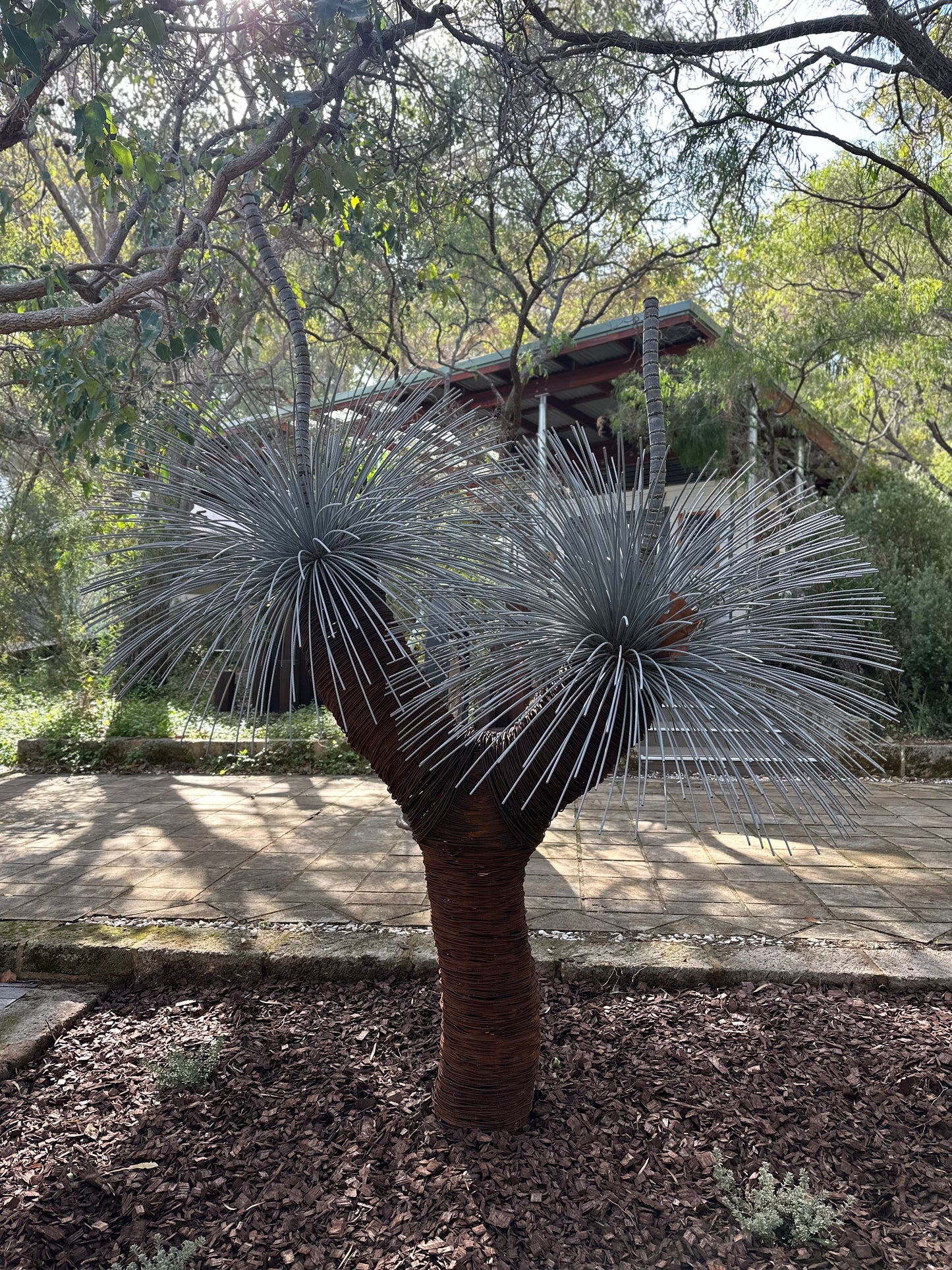 Grass Tree XV