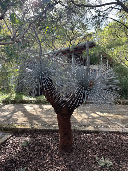 Grass Tree XV