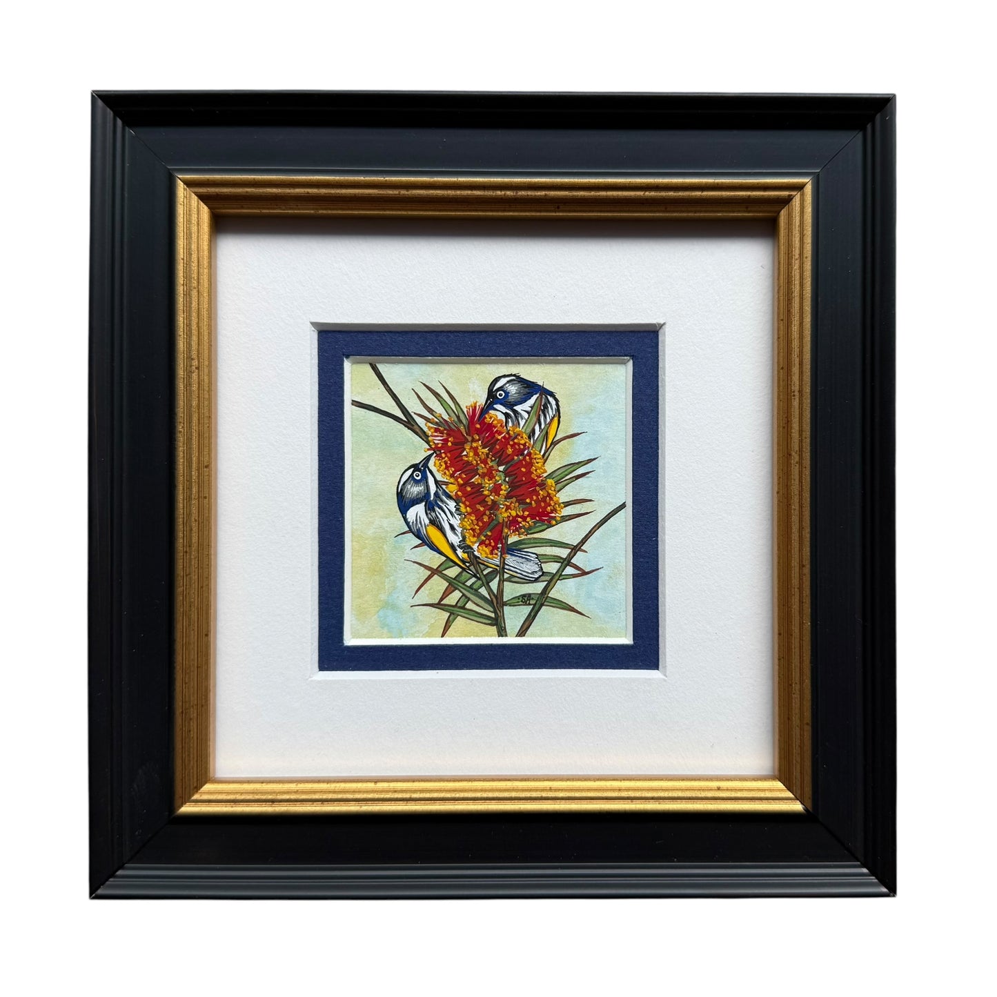 New Holland Honeyeater - Summer 2025