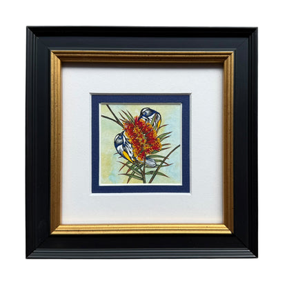 New Holland Honeyeater - Summer 2025