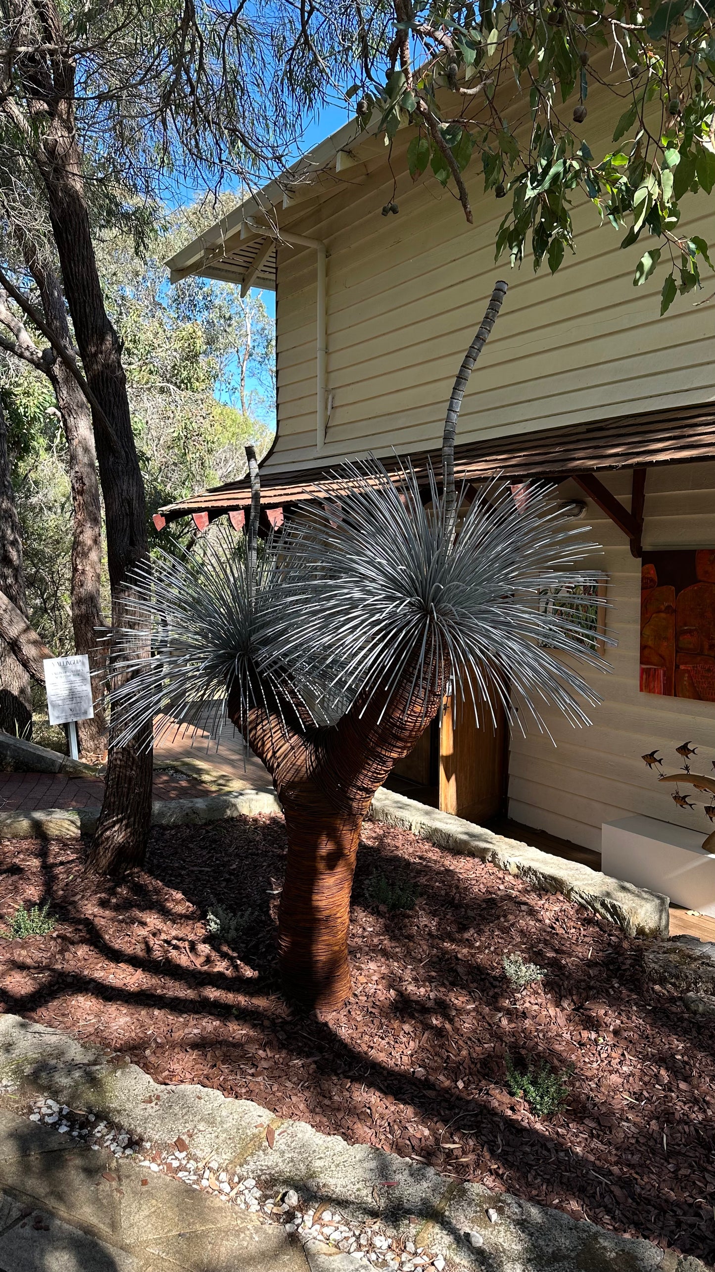 Grass Tree XV