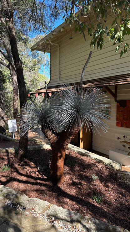 Grass Tree XV
