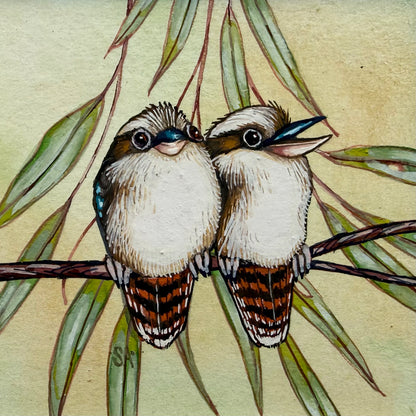 Kookaburra Duo 2026