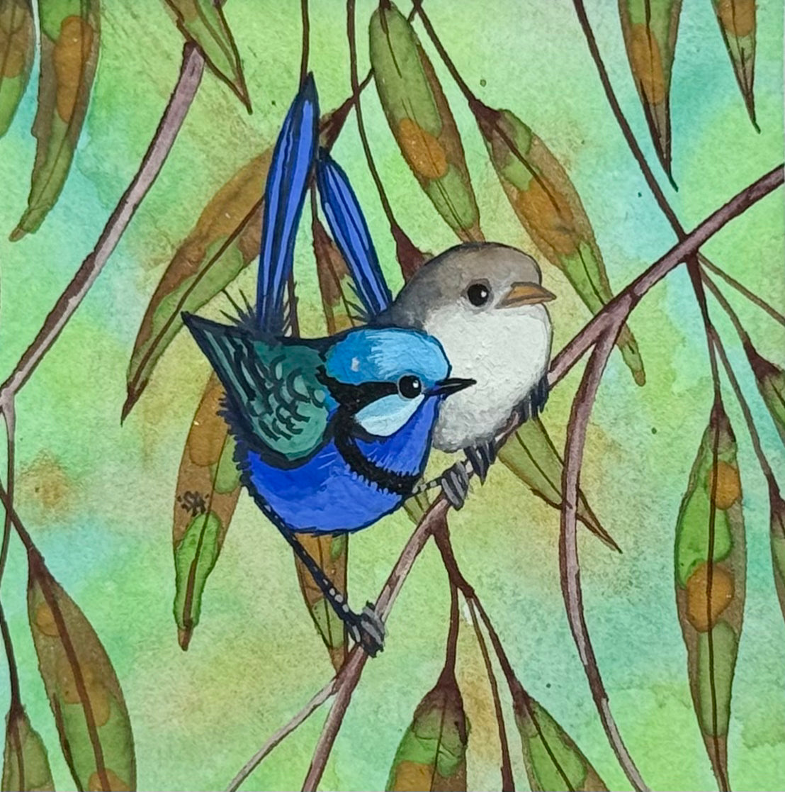 Splendid Fairy Wren Duo - Blue Winter 2026