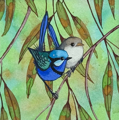 Splendid Fairy Wren Duo - Blue Winter 2026
