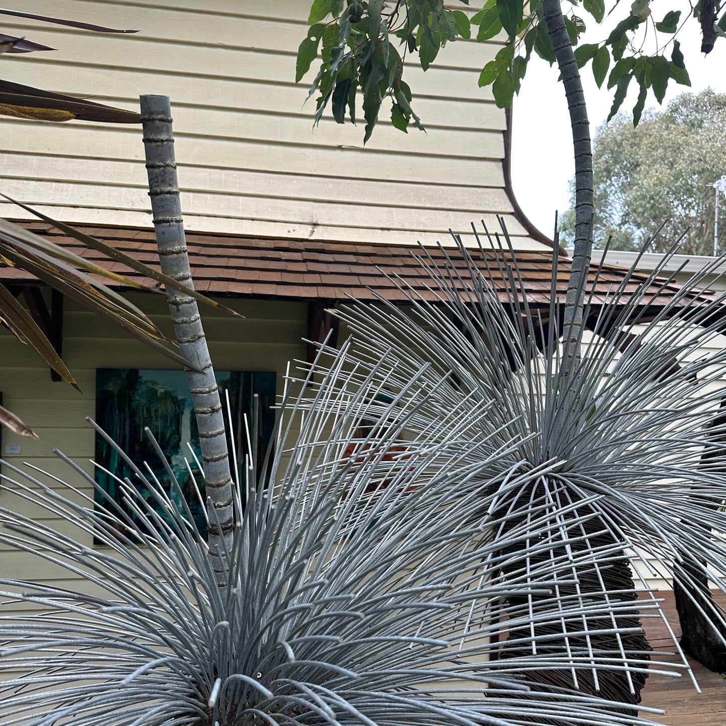 Grass Tree XI
