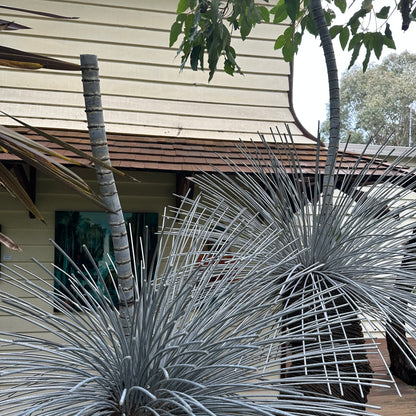 Grass Tree XI