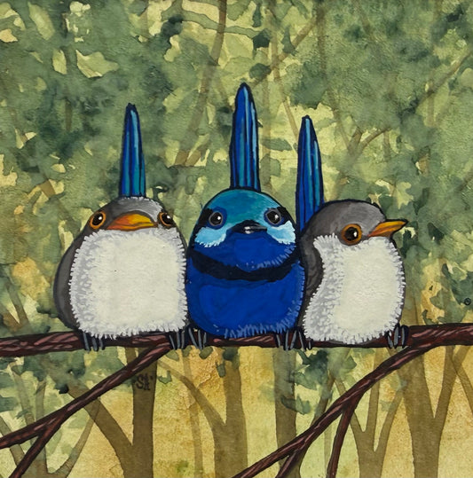 Splendid Fairy Wren Trio - Medium Blue 2026