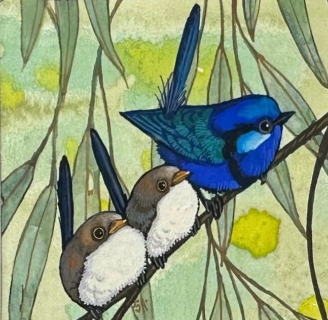3 Splendid Fairy Wren, Spring 2026