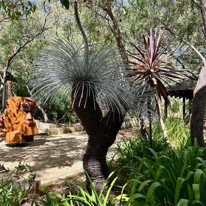 Grass Tree III