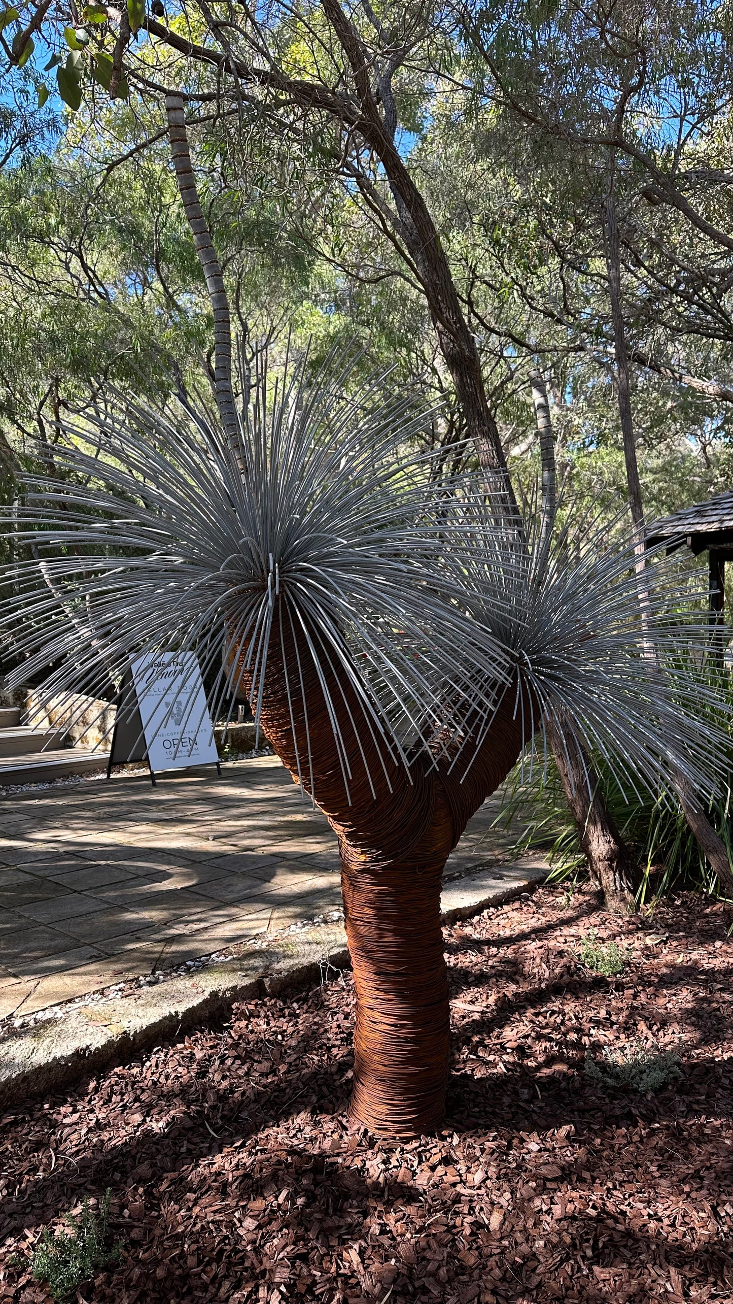 Grass Tree XV