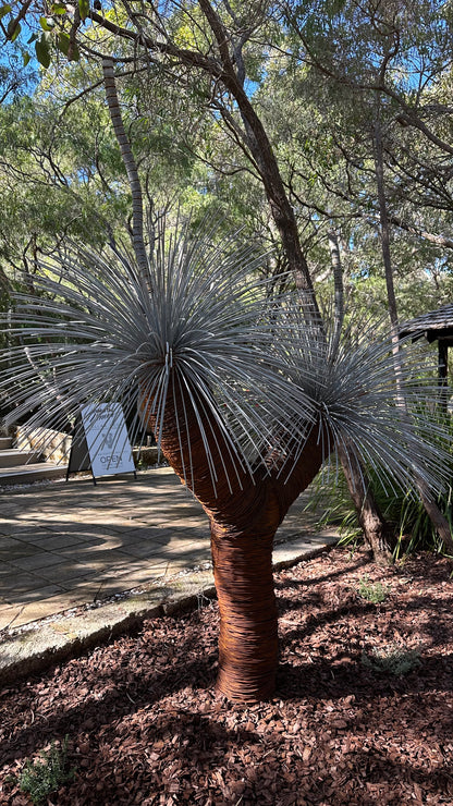 Grass Tree XV