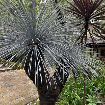 Grass Tree XI