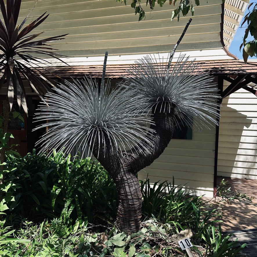Grass Tree VI