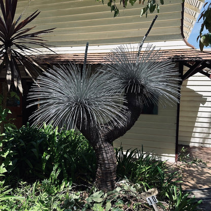 Grass Tree VI