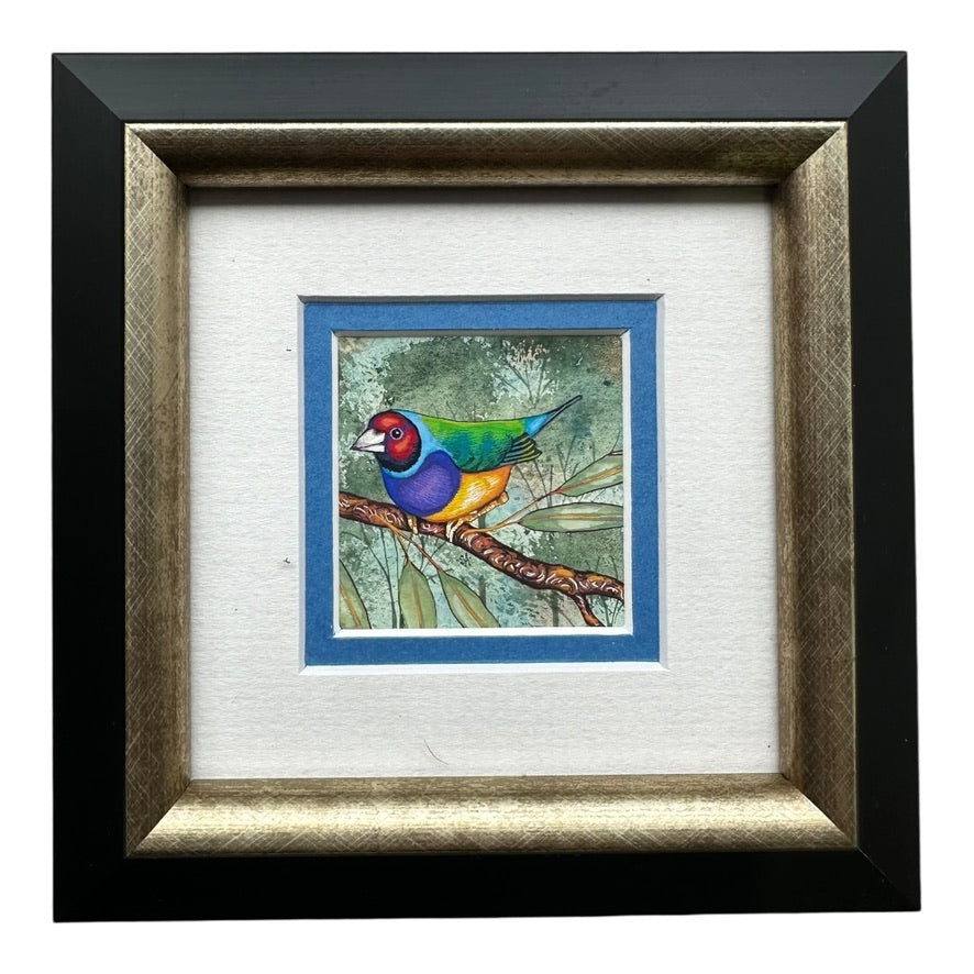 Gouldian Finch 2 - Winter 2025