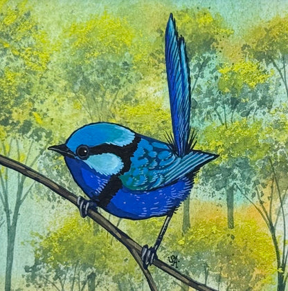 Splendid Fairy Wren - Navy Winter 2026
